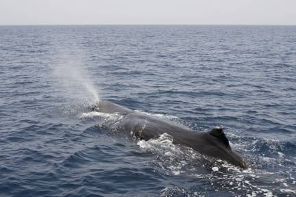 blog__inline--thank-god-for-whales-1 blog__inline--thank-god-for-whales-1