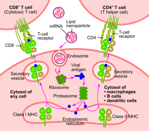 blog__inline--the-covid-19-vaccines blog__inline--the-covid-19-vaccines