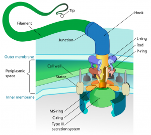 blog__inline--the-flagellums-hook-connects-to-the-case-3 blog__inline--the-flagellums-hook-connects-to-the-case-3