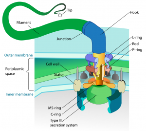 blog__inline--the-flagellums-hook-connects-to-the-case-3