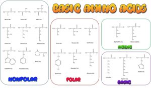 blog__inline--the-optimal-design-of-the-genetic-code-1 blog__inline--the-optimal-design-of-the-genetic-code-1