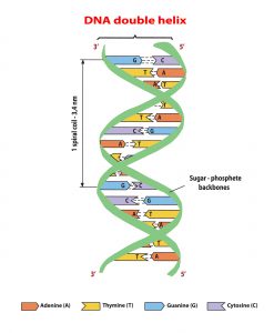 blog__inline--the-optimal-design-of-the-genetic-code-2 blog__inline--the-optimal-design-of-the-genetic-code-2