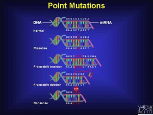blog__inline--the-optimal-design-of-the-genetic-code-4 blog__inline--the-optimal-design-of-the-genetic-code-4