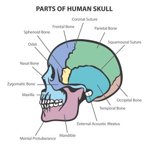 blog__inline--when-did-modern-human-brains-and-the-image-of-god-appear-2