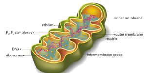 blog__inline--why-mitochondria-make-my-list-1 blog__inline--why-mitochondria-make-my-list-1
