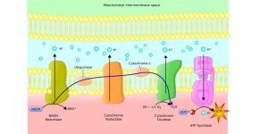 blog__inline--why-mitochondria-make-my-list-2 blog__inline--why-mitochondria-make-my-list-2