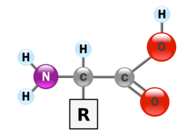 blog__inline--why-these-20-amino-acids-1 blog__inline--why-these-20-amino-acids-1