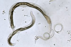 blog__inline--why-would-god-create-a-world-with-parasites blog__inline--why-would-god-create-a-world-with-parasites