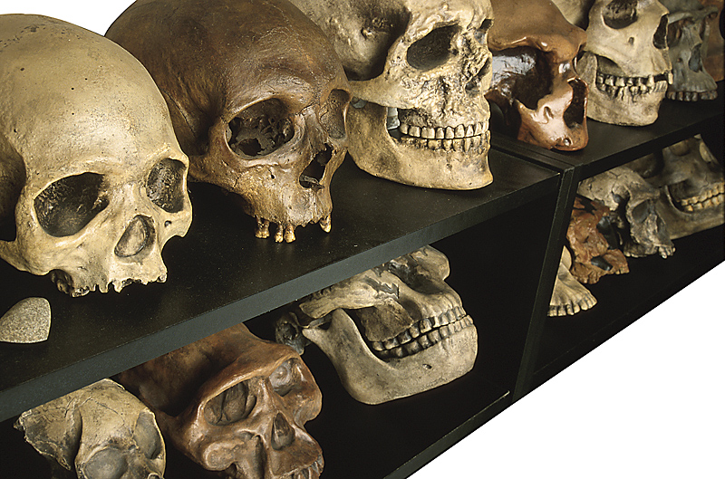 blog__inline—of-hominids-and-humans blog__inline—of-hominids-and-humans