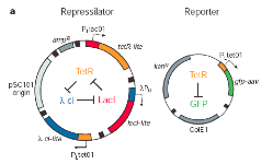 Repressilator Repressilator