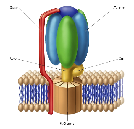 tnrtb__inline--addressing-the-concerns-of-a-critic-and-the-case-for-intelligent-design Cell Diagram